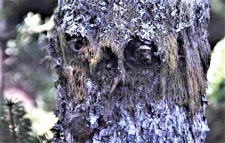 ugly face in tree trunk